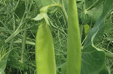 Il faut réintroduire le pois dans les rotations