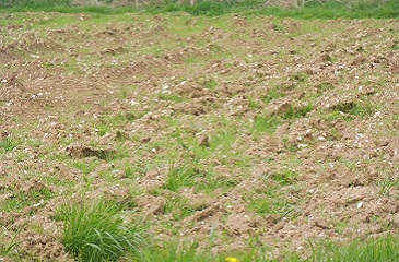 Quelles solutions pour gérer l’après glyphosate ?