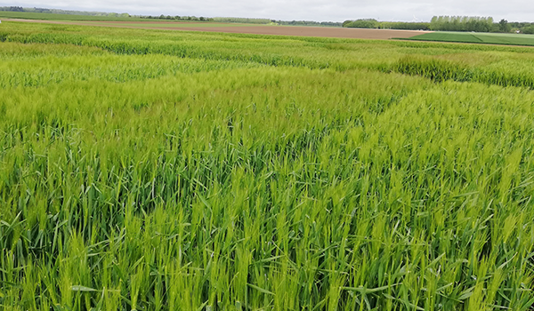 ORGES HYBRIDES : un atout pour diminuer les fongicides