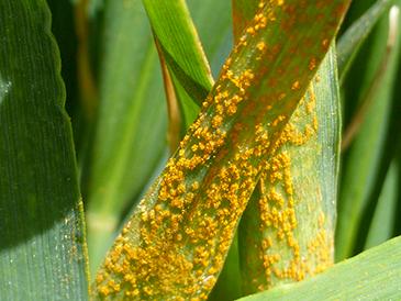 Lutter contre la rouille jaune sur blé