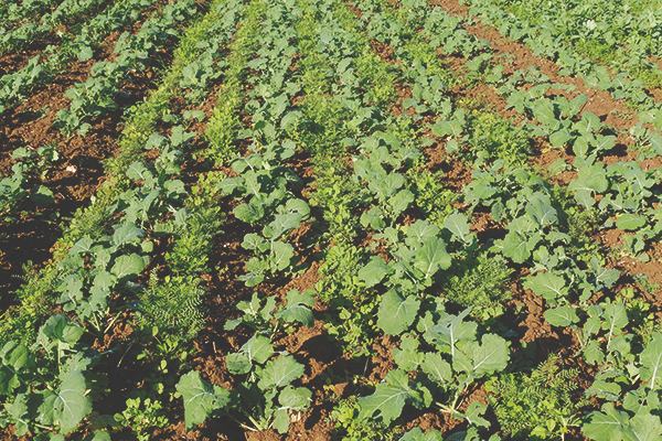 colza-cultures-associees-1 (1)