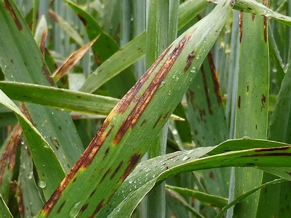 ESCOURGEON : faire face aux résistances des maladies