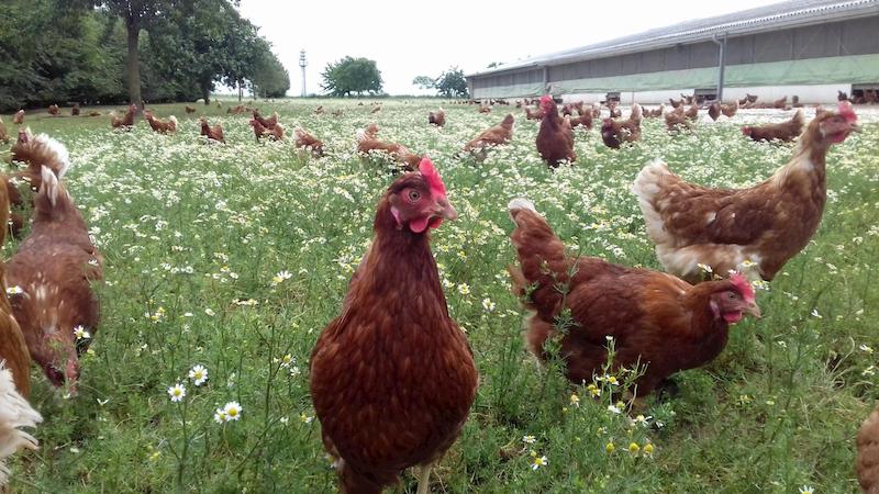 Elevage de volailles : et si vous plantiez des arbres ?