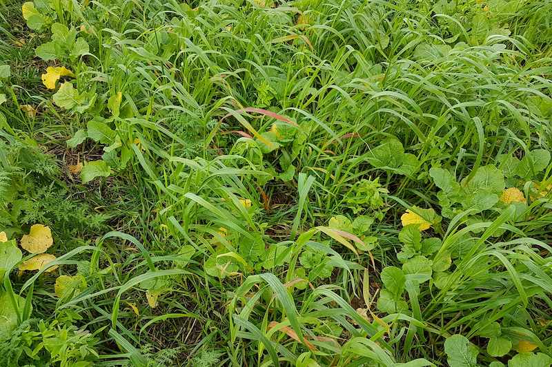 Bien choisir son couvert végétal