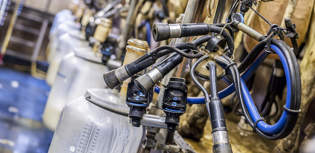 Elevage laitier – les leviers pour améliorer la qualité du lait