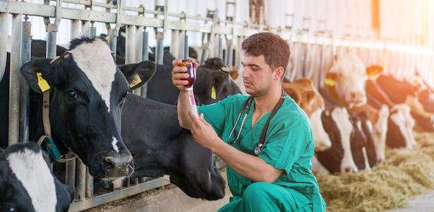 4 conseils pour éviter les mammites en élevage laitier