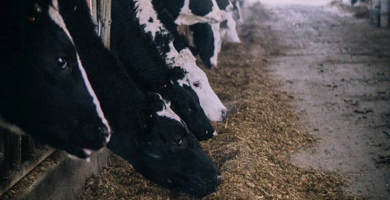 Ration équilibrée et rumen en bonne santé (1)