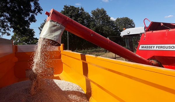 Récolte de lupin dans la Somme