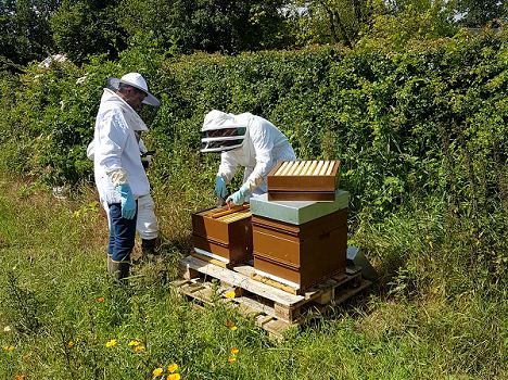 Diversifier son exploitation agricole avec l’apiculture