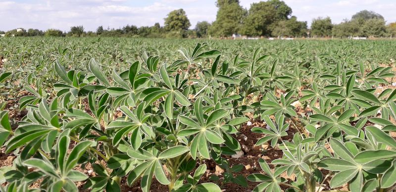 Agriculture biologique : lupin et tournesol comme diversification
