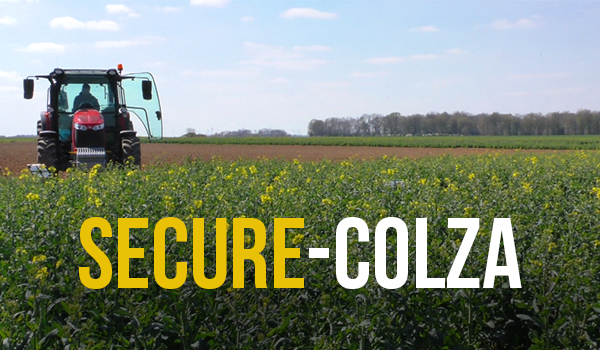 Secure Colza : des leviers techniques pour optimiser la culture