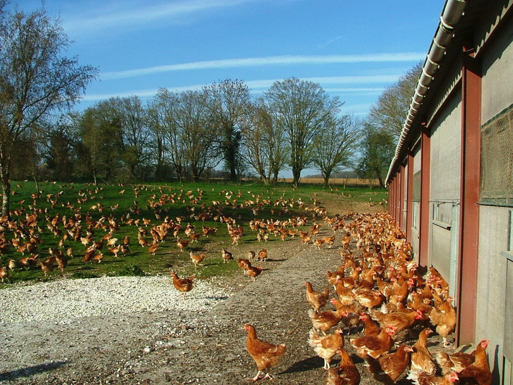 Se lancer dans l’élevage de volailles de chair avec Novial