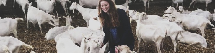 Yséo aide au développement de la filière lait de chèvre bio