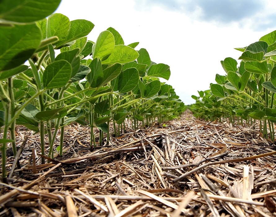 COUVERTS VÉGÉTAUX : Les 10 commandements pour bien couvrir son sol