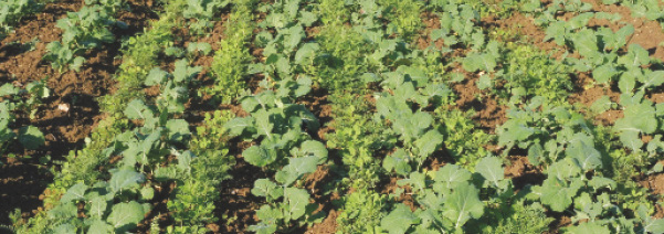 ACS couvert végétal