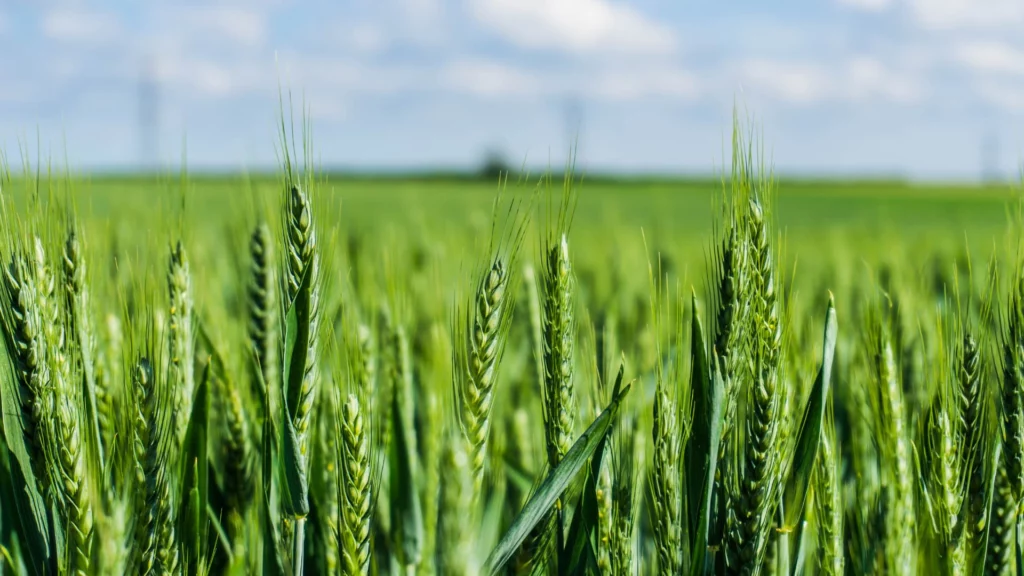 Fertilisation azotée blé