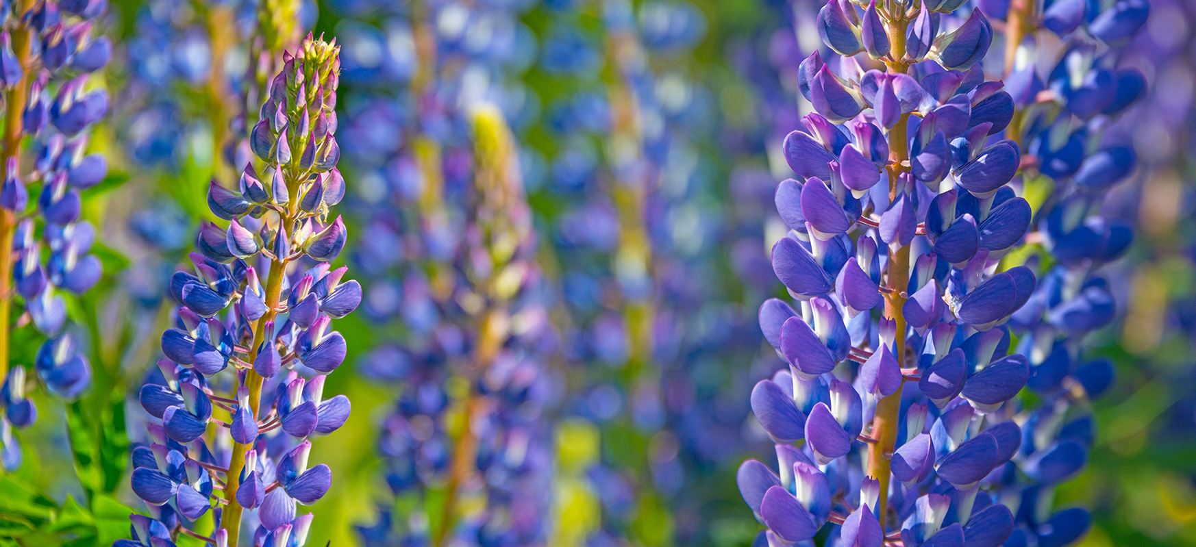 Itinéraire technique de la culture du lupin bio