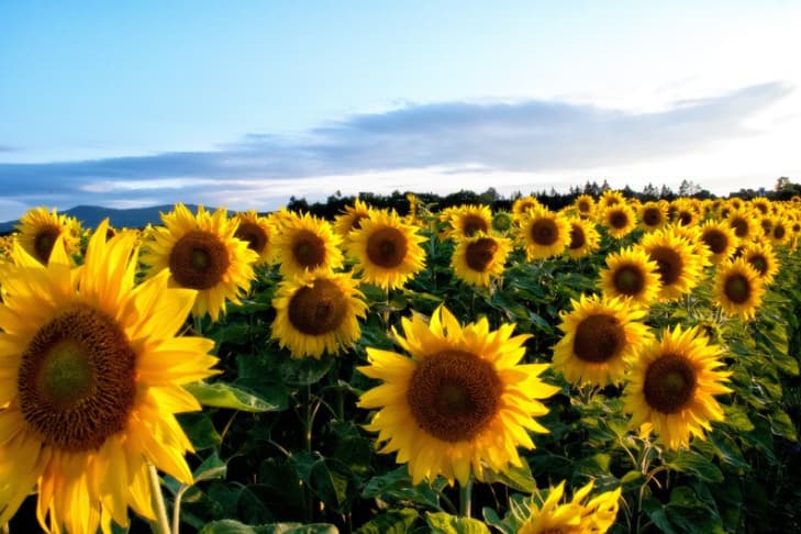 Assolement : le point sur les cultures en test