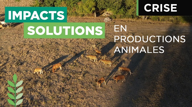 Crise et productions animales, l’accompagnement du Groupe Noriap