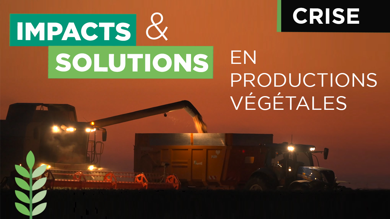 Crise : impacts sur les productions végétales et solutions