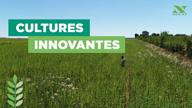 Cultures innovantes : apporter de l’expérience aux agriculteurs