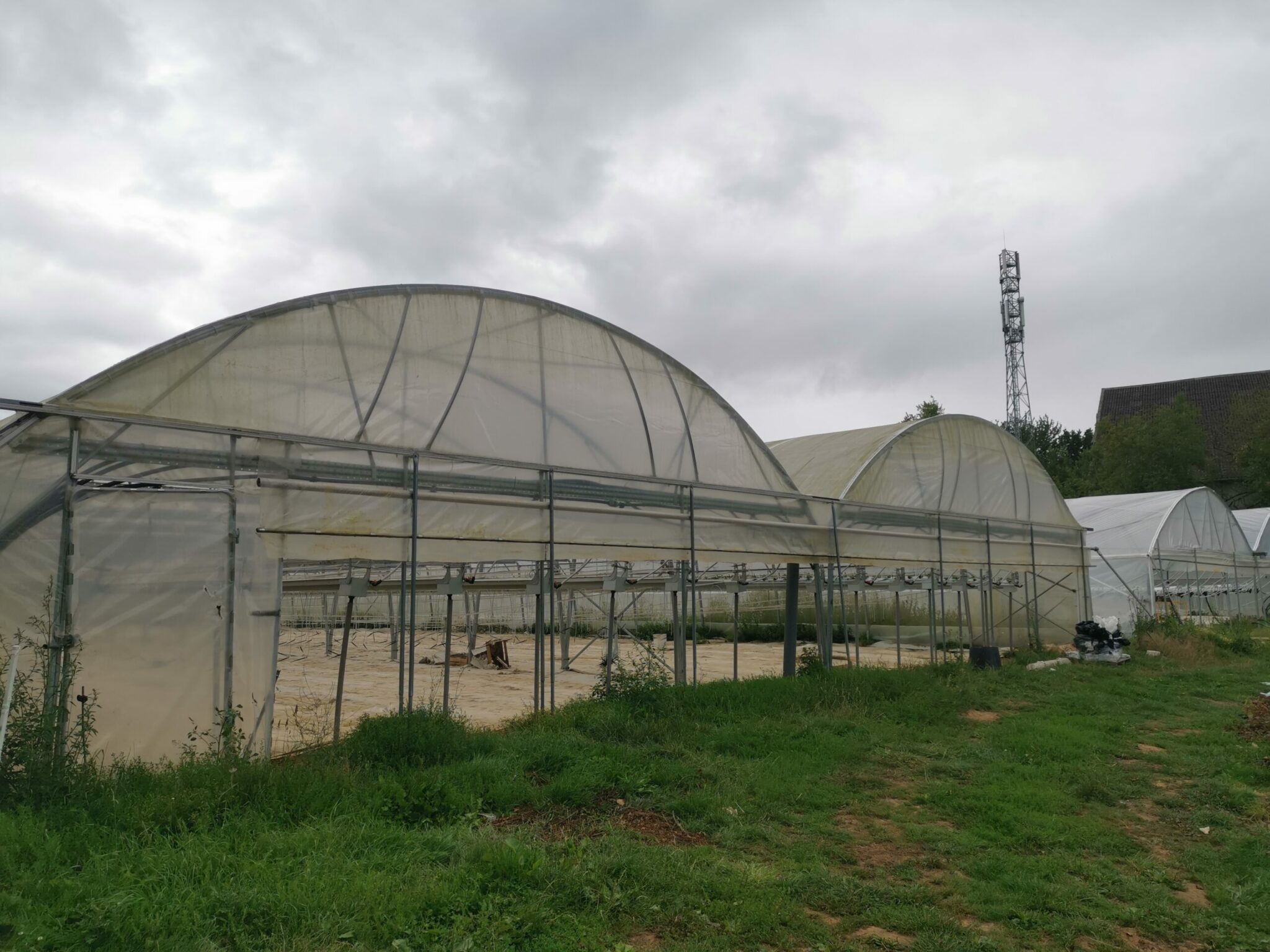 Serres hors sols fraises