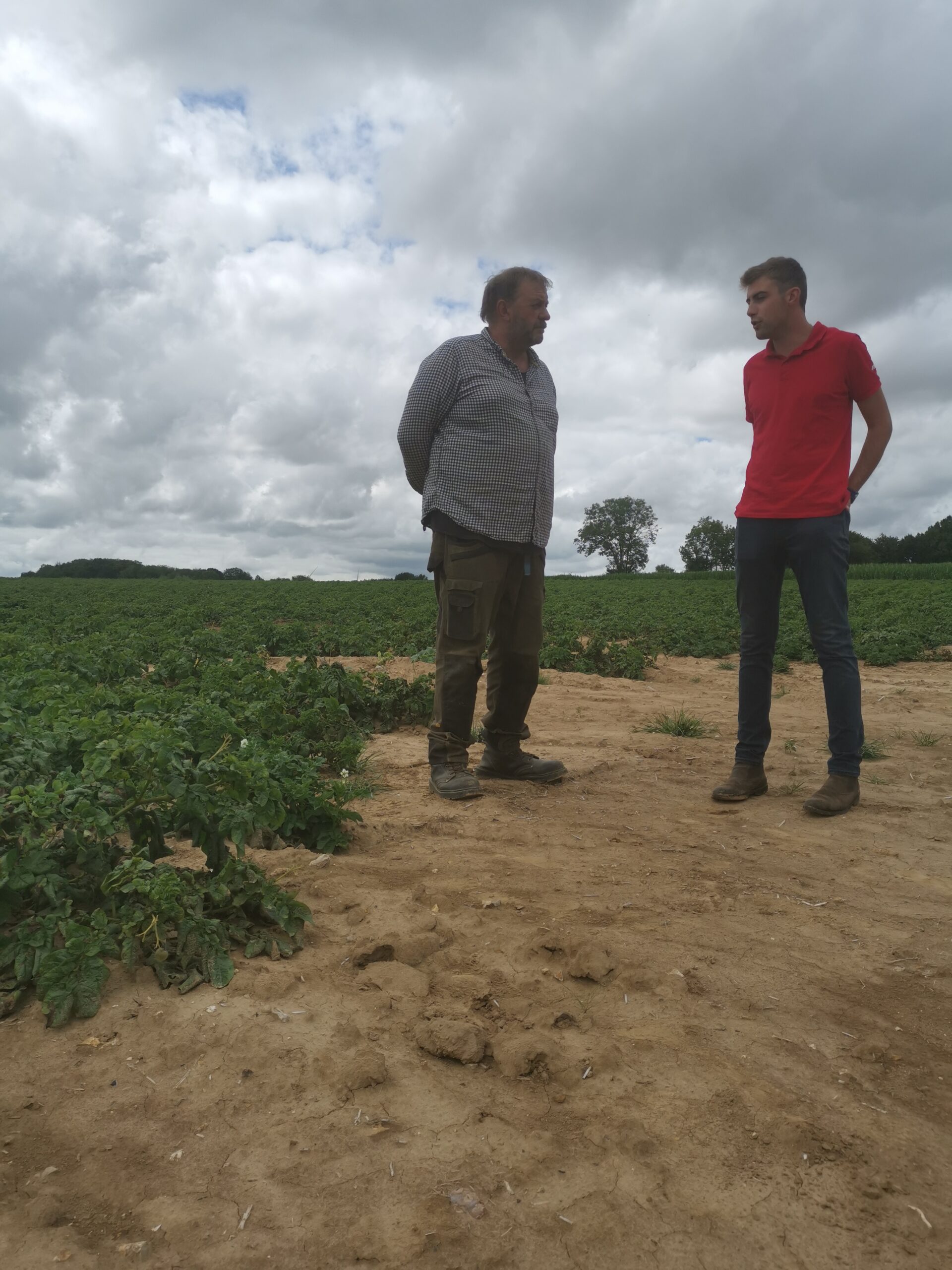 champ de pomme de terres