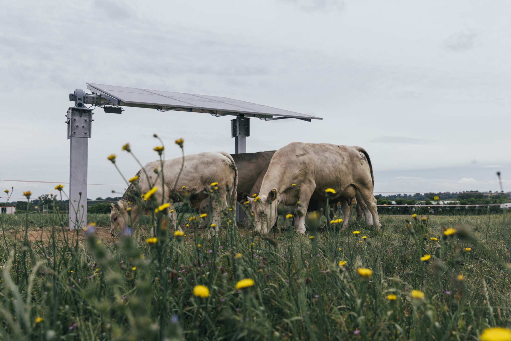 ombrière d'élevage