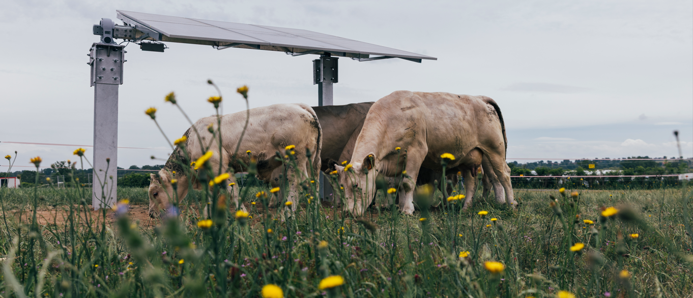 Agrivoltaïsme : optimiser production agricole et énergie