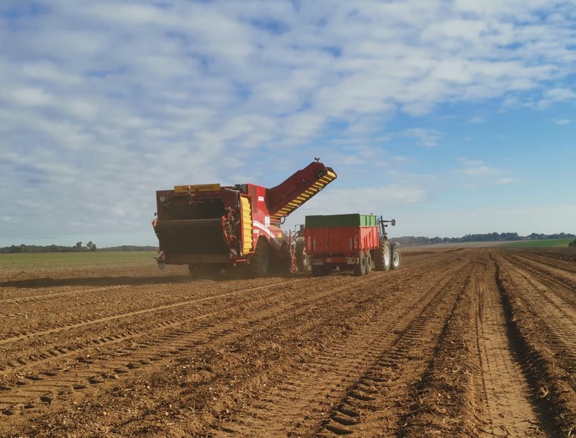 Pommes de terre : 5 conseils pour réussir les arrachages